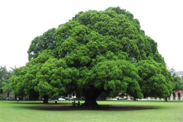 世界十大怪树 榕树能一树成林，第八看着像是被台风刮倒了