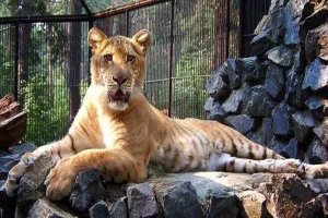 世界十大大型猫科动物 狮子仅第二第一是老虎狮子结合体