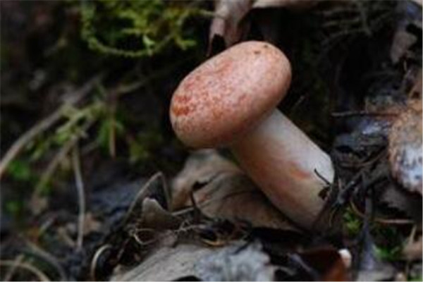 世界最奇特且最毒的十大蘑菇 血齿菌像是草莓奶油冰淇淋