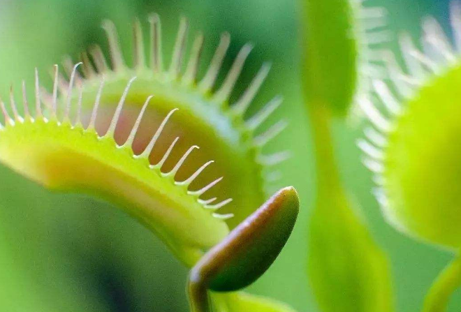 世界最奇怪的十大植物 会跳舞的草，你见过吗