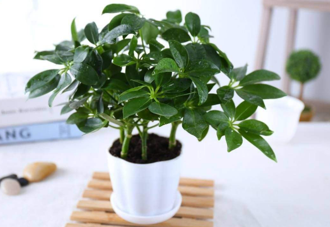 10种室内最好养的植物 观赏价值高还可以净化空气