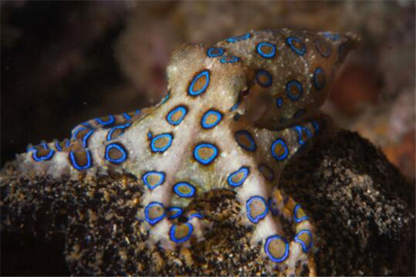 世界十大毒物 澳洲方水母遇见则躲,眼镜王蛇攻击起来毫不留情