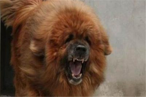 最凶悍的十大名犬：巴西非勒上榜，它是猛犬霸主