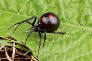 世界十大恐怖毒虫：黑寡妇蜘蛛上榜，它攻击人的心脏