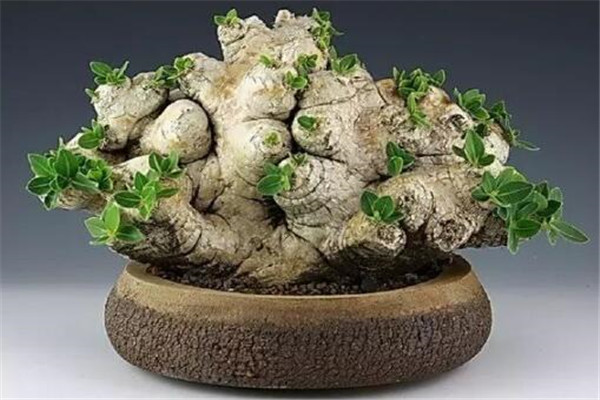 世界十大最贵的植物 螺旋芦荟上榜,银冠玉长相越奇怪越值钱