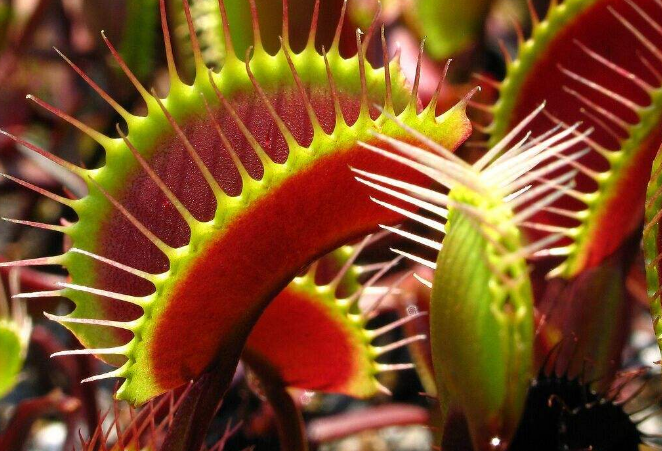 世界十大奇特的植物 第一生存力超强，寿命可达1500年