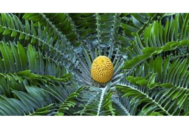 世界十大上濒临灭绝的植物 尸香魔芋上榜，第一名为笔筒树