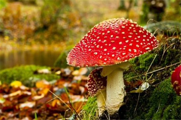 世界最奇特且最毒的十大蘑菇 血齿菌像是草莓奶油冰淇淋