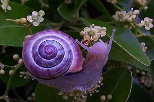 世界十大奇特紫色动物 紫色海蜗牛善于伪装性别会变化
