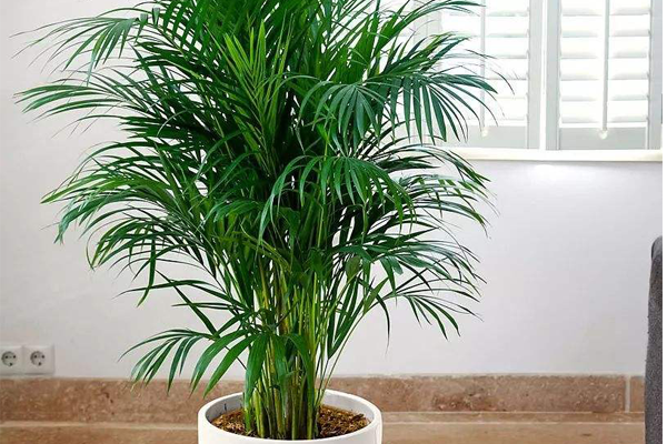 净化室内空气的十大盆栽 健康又美观，虎皮兰、常青藤上榜