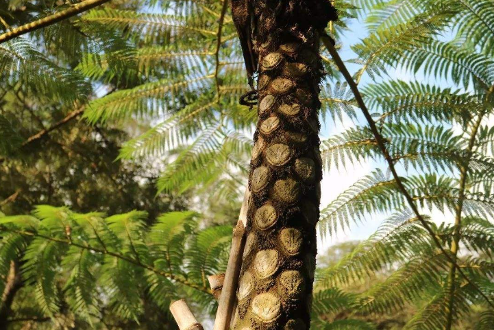 世界十大上濒临灭绝的植物 尸香魔芋上榜，第一名为笔筒树