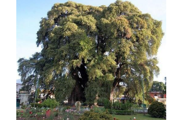 世界十大奇怪的树 不可思议的奇葩植物，你见过吗