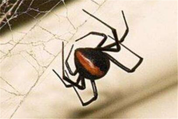 世界最毒十大蜘蛛 红背蜘蛛上榜，悉尼漏斗网蛛15分钟能致死