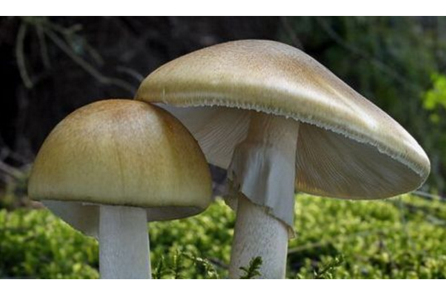 世界十大最毒的蘑菇 造成致命伤害的蘑菇，你见过几种