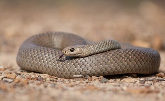 澳大利亚十大致命毒蛇排行榜 棕蛇致死数最多,第六又称死亡蛇