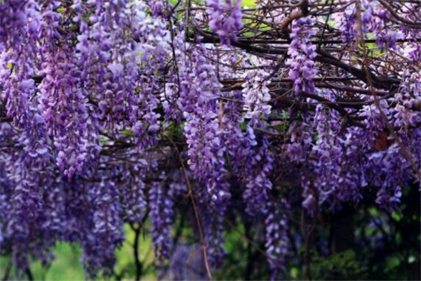 世界十大最凄美的花故事 紫藤为情而生，第八为冥界之花