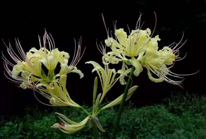 世界十大最稀有的花 这些奇特的植物，你见过几种