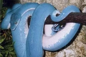 世界十大最美的蛇 蓝血蟒的外表是特殊蓝色阳光下发光