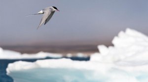 连续飞行时间最长的鸟排行榜 北极燕鸥飞行时间最长几乎不落地