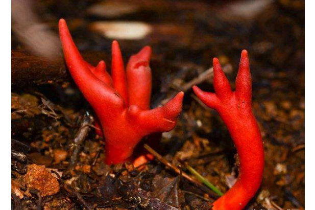 世界十大最毒的蘑菇 造成致命伤害的蘑菇，你见过几种