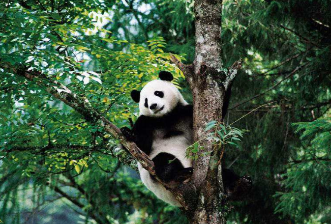 全球最呆萌动物排行榜 大熊猫只能排第三，第一名为动漫角色