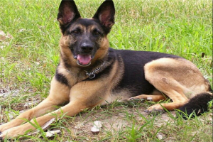 世界十大最危险的猛犬：杜宾犬上榜，狼狗第一
