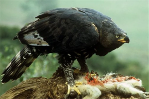 世上最凶猛的鸟排行榜:毛腿鱼鸮上榜，每一个攻击力都强大