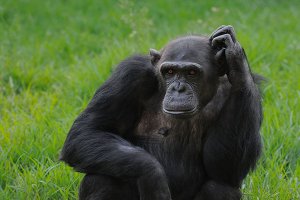 十种世界上最聪明的动物：黑猩猩第一第二人类朋友