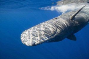 世界上十大嗓门最高的动物 抹香鲸第一分贝高达230