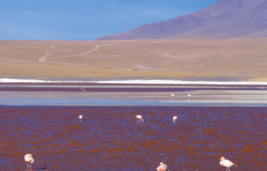 世界十大奇特的湖 粉红色的湖泊，你见过吗