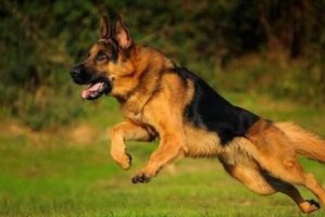 世界上最知名的十大警犬品种 德牧排第一