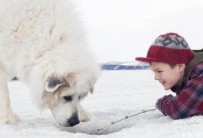 世界十大巨型犬种，纽芬兰犬上榜，第二个是犬中之王