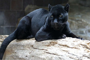 世界十大少见黑色动物，美洲狮上榜，第六是一种玩具蛇