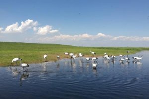 中国十大最美湿地排名，鄱阳湖上榜，第十位于黄河入海口两侧
