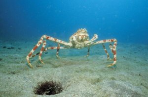 全球十大最怪异螃蟹物种 拳击蟹上榜，第六体长只有2厘米