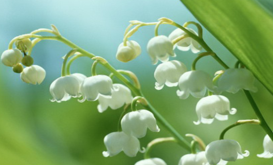 世界十大最香的植物排行榜龙蒿叶与艾叶属同一物种 植物之最