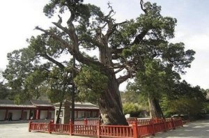 中国十大名树排行榜 迎客松上榜，第一有5000年历史了