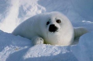 十个最伟大动物母亲 北极熊上榜，第七是唯一由雄性生育后代的动物