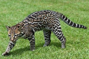 世界十大最凶悍喵星人 豹猫上榜，第九也被称为“黄虎”