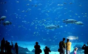 十大名气最高的海洋馆 中国上榜两座 第九个居然重现亚特兰蒂斯
