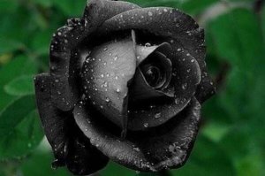 世界上十种奇异的黑色花 黑牡丹上榜，第四也被称作“情花”